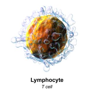 Blausen_0625_Lymphocyte_T_cell